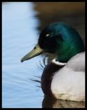getphpbbimage.php?id=73596