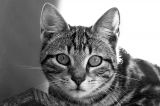 getphpbbimage.php?id=74200