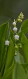 getphpbbimage.php?id=75353