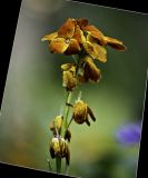 getphpbbimage.php?id=76094