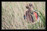 getphpbbimage.php?id=78992