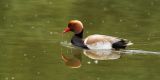 getphpbbimage.php?id=79103