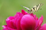getphpbbimage.php?id=79313