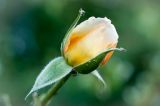 getphpbbimage.php?id=80524
