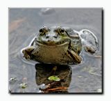 getphpbbimage.php?id=81984