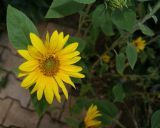 getphpbbimage.php?id=85258