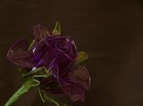 getphpbbimage.php?id=8700