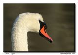 getphpbbimage.php?id=9148