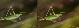 getphpbbimage.php?id=9263