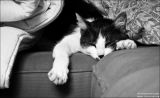 getphpbbimage.php?id=92788