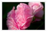 getphpbbimage.php?id=93091