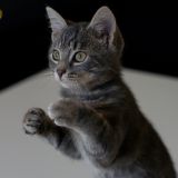 getphpbbimage.php?id=98733
